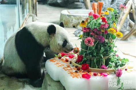 常州淹城野生动物世界大熊猫成小11岁啦！荔枝网新闻