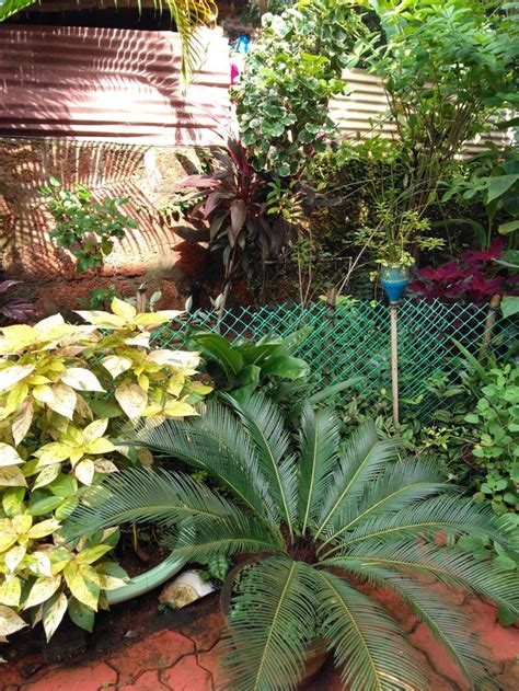 Adapting To Shade In A Tropical Garden Finegardening Tropical