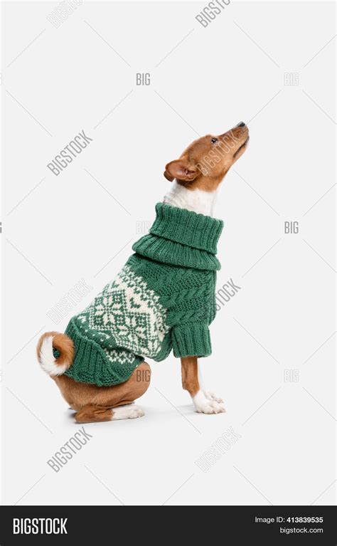 Cute Puppy Basenji Dog Image And Photo Free Trial Bigstock