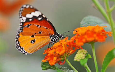 46 Free Desktop Wallpaper Butterflies Flowers Wallpapersafari