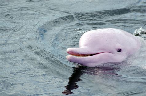 We have an extensive collection of amazing background images carefully chosen by our. Booming Hong Kong puts pink dolphins in peril | Salon.com