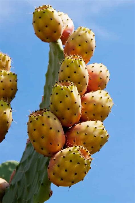 Cactus You Can Eat Grow Your Own Edible Cactus Plants