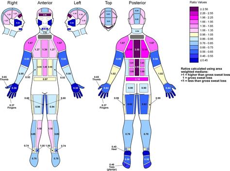 Body Mapping Of Relative Distribution Of Body Sweating At 70 Vo2max
