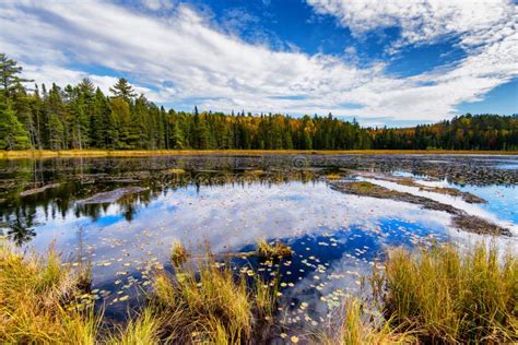 Autumn Forest Surrounding A Pond Stock Image Image Of Landscape