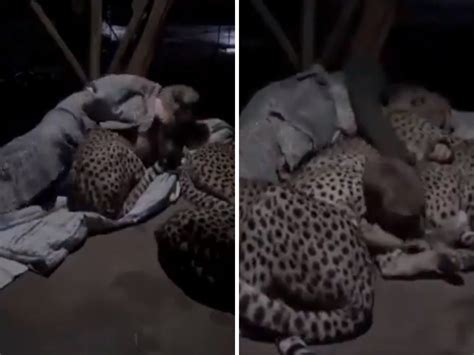 Cheetah Cuddling With Human Cheetah Prefers Warmth Of True Love As