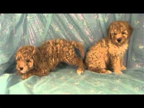 Breeding bichons for 23 years. Bichon poodle puppy for sale in Iowa- Shipping available ...
