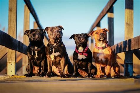 Staffordshire Bull Terrier Breed Info Pictures Traits And Facts Hepper