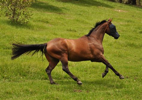 Horse Gallop Stock 1 By Naturalhorses On Deviantart