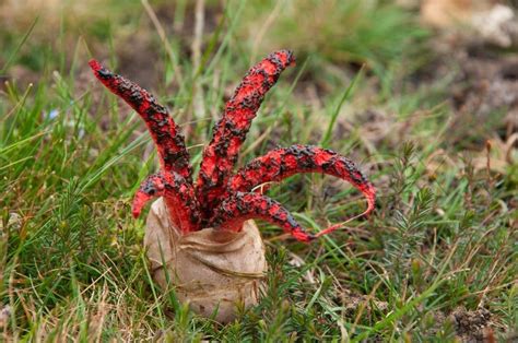 The Incredible Devils Finger Fungus