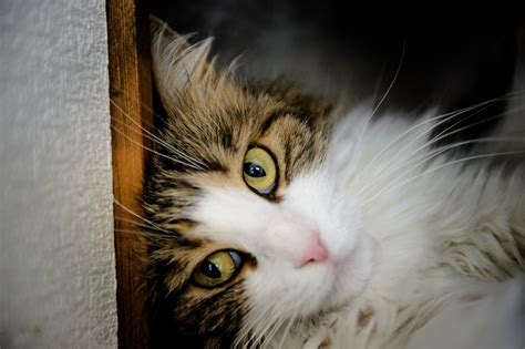 Green Eyed Beautiful Cat Lies Against The Wall Wallpapers And Images Wallpapers Pictures Photos