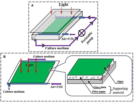 Frontiers | Biofilm Attached Cultivation of Chlorella ...