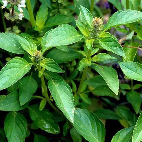 Aywal Krishna Tulsi Seeds Shyam Tulsi Black Tulsi Holy Basil Seed