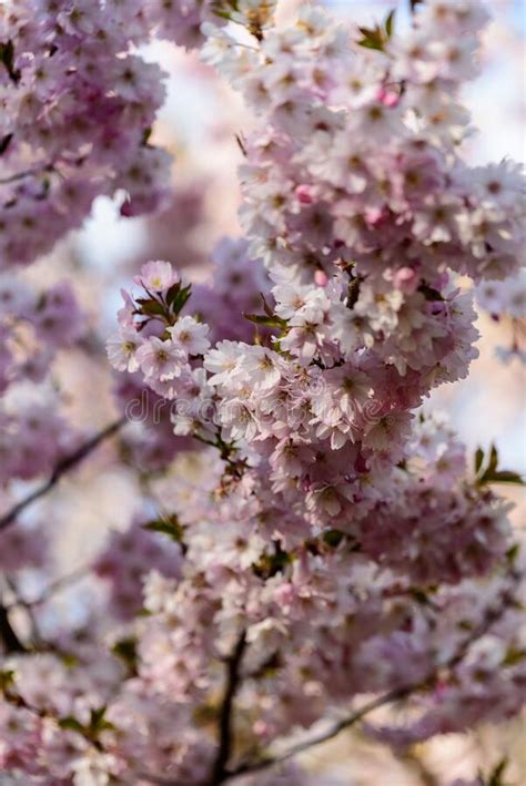 Sakura Cherry Tree Pink Flowers Bloom In Spring Stock Image Image Of