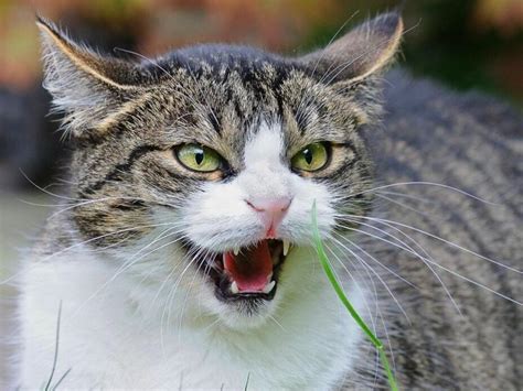 What Are The Signs That Your Cat Is Angry Petvblog