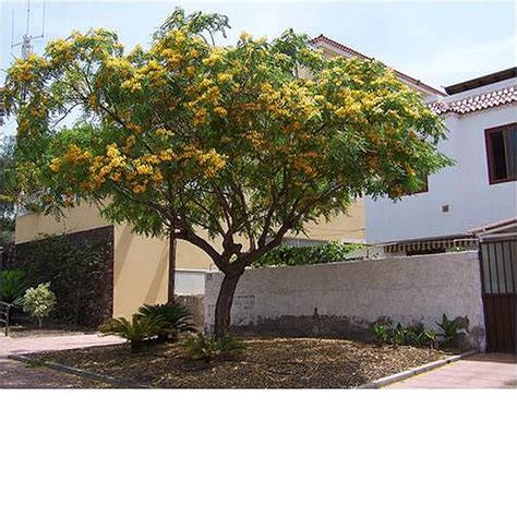 See more ideas about evergreen, evergreen trees, plants. Tipuana Evergreen Trees Mature Perth WA