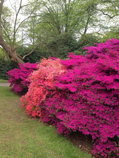 07 ketika dikeluarkan jangka dipulangkan 10. annasträdgård - Kew Gardens