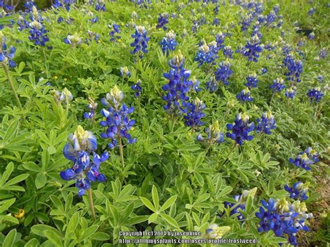 Bluebonnets are pretty strong competitors themselves, but with this stuff, it's a real fight. but it seems a shame to see an aggressive weed muscling in on the bluebonnets we all love. Wildflowers forum: Texas Bluebonnets Blooming Now ...