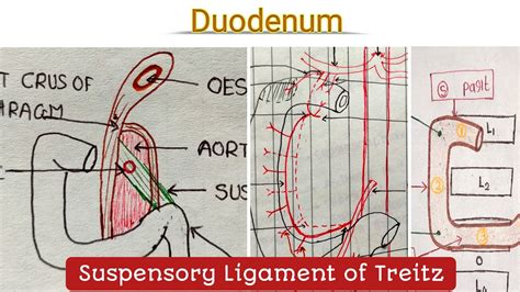 Duodenum Ligament Of Treitz Blood Nerve Supply Lymphatic