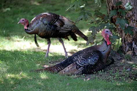 Wild Turkeys In Your Neighborhood Massachusetts Wildlife Officials