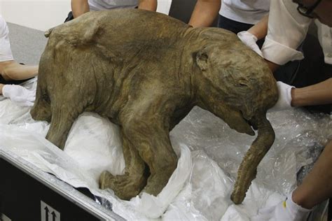 42000 Year Old Mammoth Found In Siberia Unbelievable Info