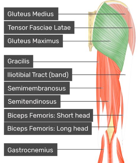 The glutes may be minimally involved in the deep portion of a back extension yet the gluteal the following diagrams depict two ways of illustrating the six primary load vectors in sports and strength. Gluteus Maximus - Attachments, Actions & Innervation