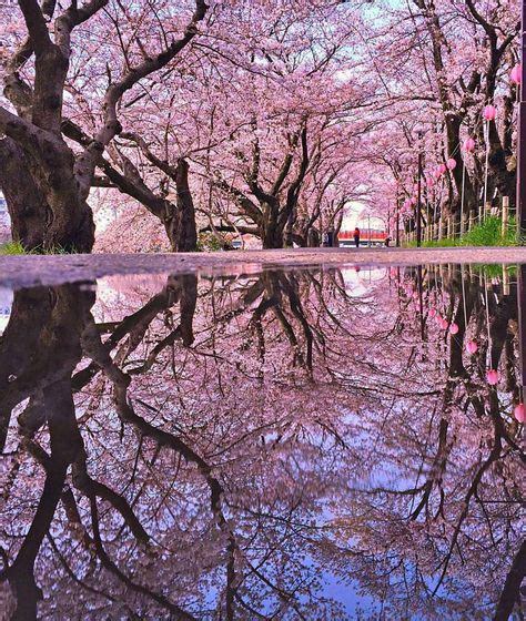 Cherry Blossoms Reflections 🍒 🇯🇵 Photo By Yamachanz With Images