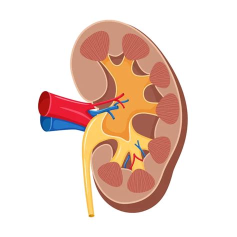 Human Internal Organ Kidney Illustration Vector Gráfico Vectorial