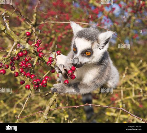 Ring Tailed Lemur Eating Berries In Captivity Stock Photo 22285288