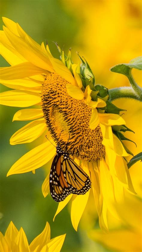 Beautiful Summer Butterfly Wallpapers Top Free Beautiful Summer