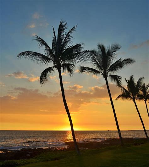 Palm Tree Silhouette Photograph By Melinda Baugh Pixels