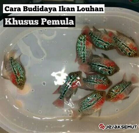 Posting terkait ikan lou han (flowerhorn) ikan louhan tergolong salah satu jenis ikan hias terkenal yang dipelihara di dalam aquarium ikan louhan bagi pemula, cara pembesaran ikan louhan, cara sukses ternak louhan, cara ternak louhan pemula. Panduan buat Pemula 10 Cara Ternak Ikan Louhan dari Nol ...