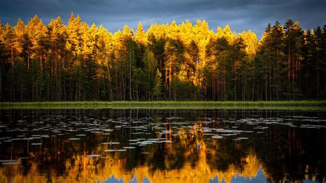 Yellow Green Leafed Trees In Blue Sky Background With Reflection On