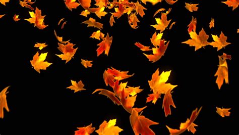 Falling Autumn Leaves Animation Use Your Stock Footage Video 100