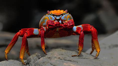 10 Most Beautiful Crabs In The World Youtube