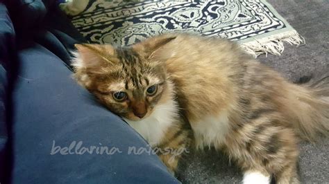 Perliaku ini juga berarti kucing nyaman berada di dekat kita.3.menjilat.selain untuk membersihkan badannya, kucing juga menjilat saudaranya untuk menunjukkan perhatian dan rasa sayang. 10 Tanda Kucing Menyayangi Kita - Ini Adalah Bellarina Natasya