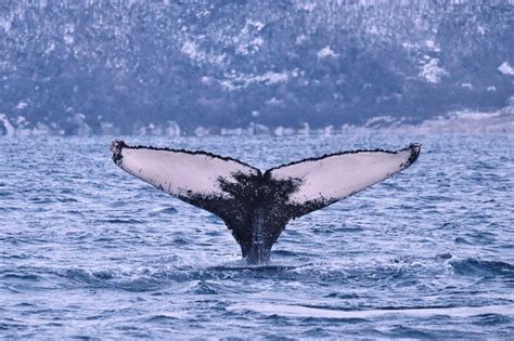 Tromso Whale Safari Northern Norway Whale Excursion
