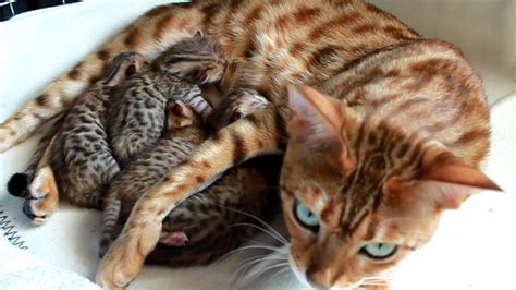 Baby Kisangani Bengal Kittens Youtube