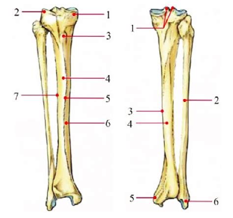 Right Tibia And Fibula A Anterior View 1 Medial Condyle 2 Lateral