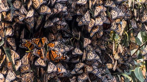 Pismo Beach Monarch Butterfly Grove Youtube