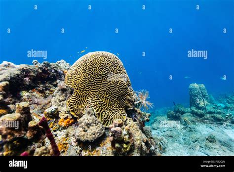 St Lucia Coral Reef Hi Res Stock Photography And Images Alamy