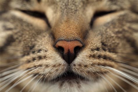 8 Amazing Little Did You Know Facts About Cats Goodnet