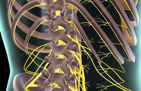The Nerves Of The Lower Back Stock Image F0016532 Science Photo