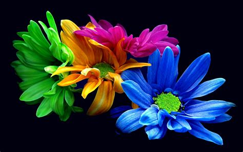 Then decorate your desktop with this colorful flower screensaver and make your life brighter. Colorful Flowers Wallpapers HD | PixelsTalk.Net