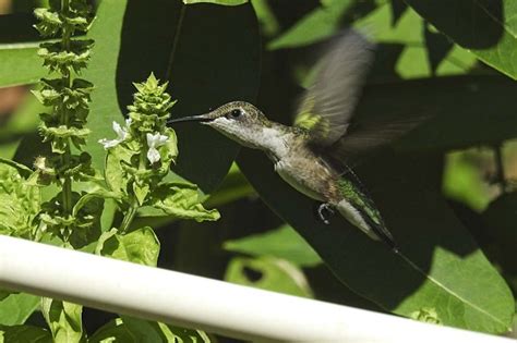 Summer Birds Bird Watching And Feeding Tips Birdseed And Binoculars