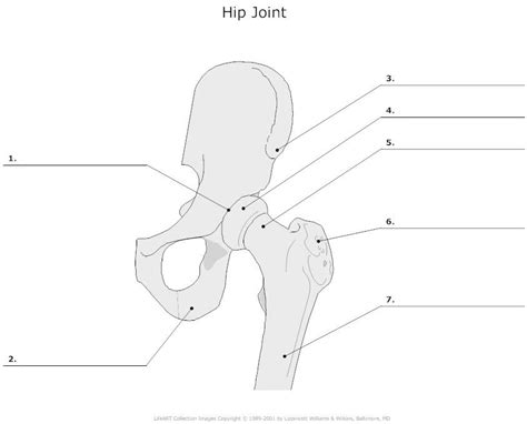 Hip Joint Articulations Unlabeled Example Smartdraw Anatomy Bones