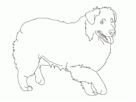 Australian Shepherd Coloring Pages - Coloring Home