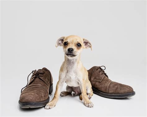 The staff of the wsu housing services works to provide you with a comfortable, safe and 1. Pet Photography Hertfordshire - Ray Lowe Studios