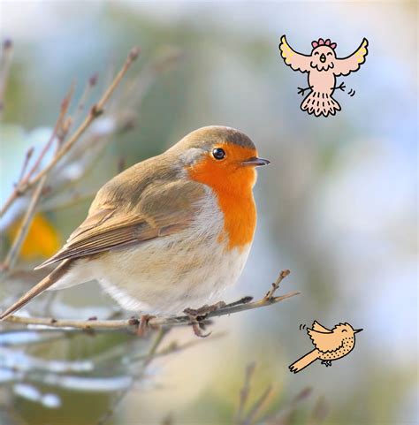 Natuurpunt kan het je leren! Grote vogelweekend Natuurpunt: 27 en 28 januari 2018 ...