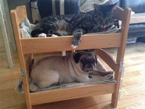 Clever Japanese Pet Owners Find Perfect Cat Bedsat Ikea Photos