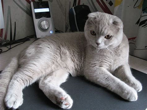 Cute Gray Scottish Fold Cat Wallpapers And Images